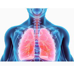 人体内的肺部模型高清免扣素材