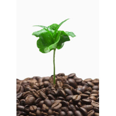 咖啡树芽图片素材