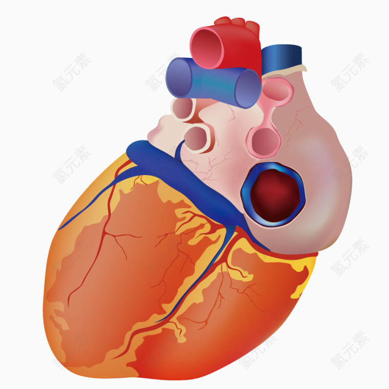 矢量心脏器官模型