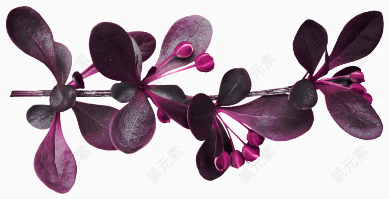 紫色枝叶