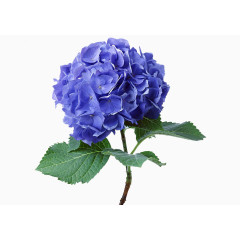 一朵蓝花