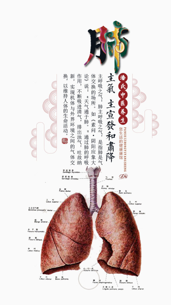 中医养生肺下载