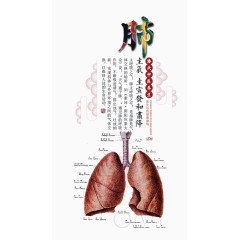 中医养生肺