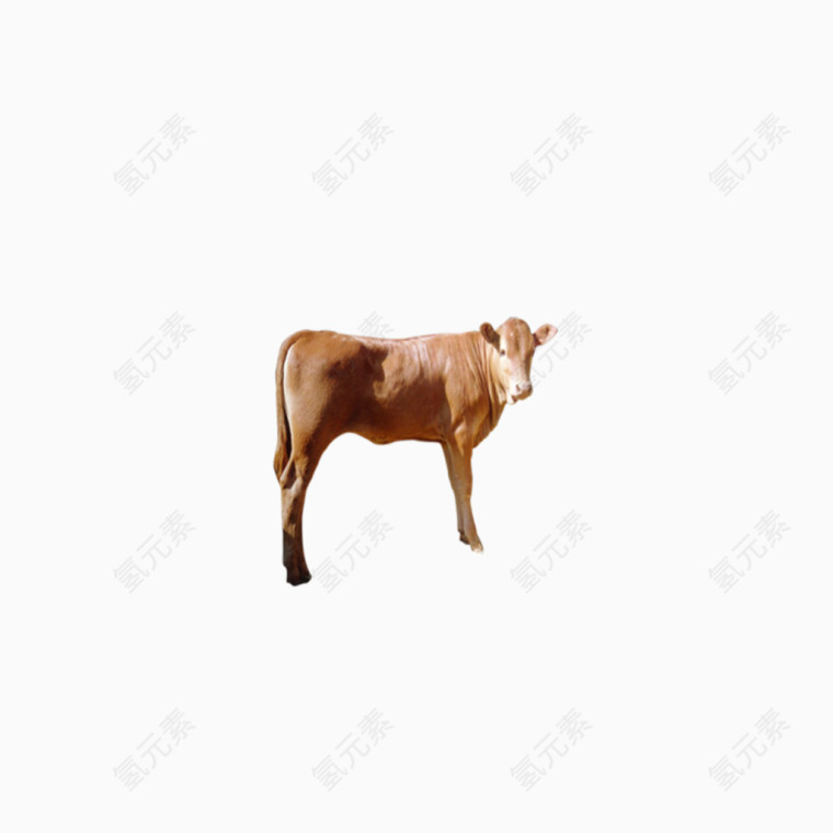 瘦弱的牛背景图片