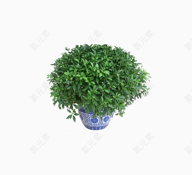绿植盆栽
