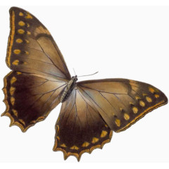 褐色蝴蝶