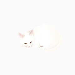 白色小猫咪
