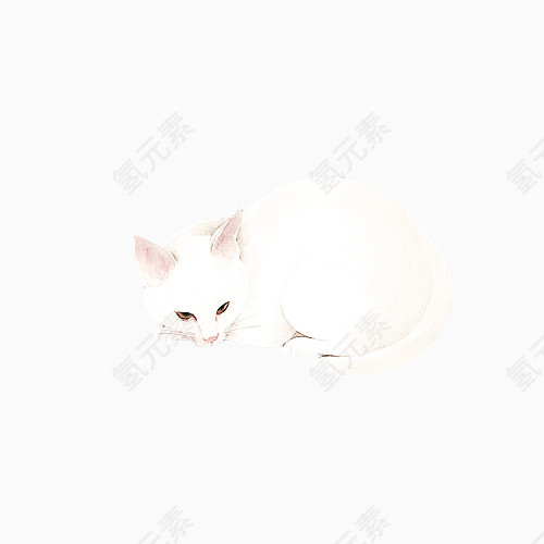 白色小猫咪