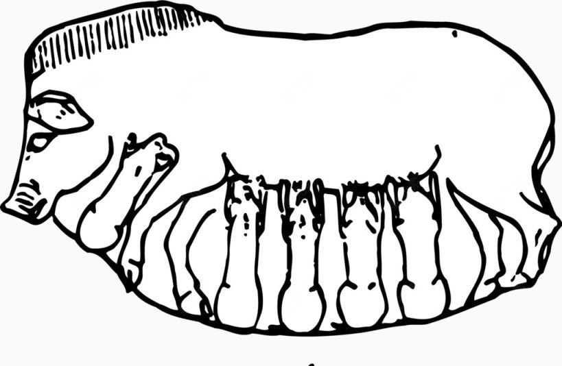 母猪喂奶线条画1下载
