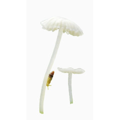 雨下蘑菇上的一只小蜗牛