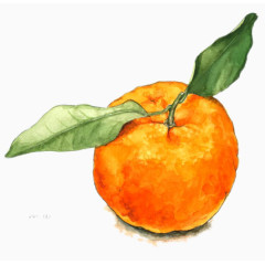 成熟的橘子图片素材