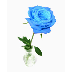 蓝色的玫瑰素材图片
