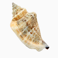 尖角浅色海螺