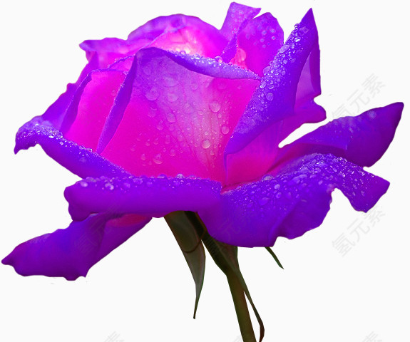 鲜艳紫色玫瑰