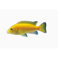 金黄色宠物鱼