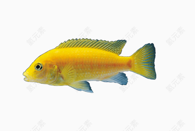 金黄色宠物鱼