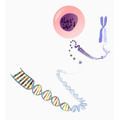 生物遗传结构图