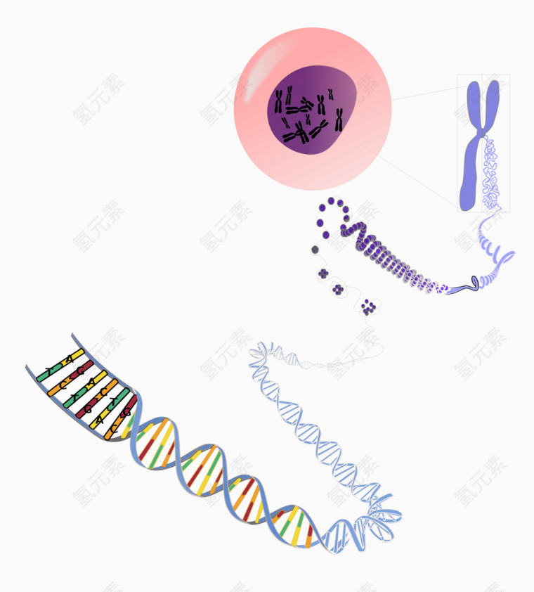 生物遗传结构图