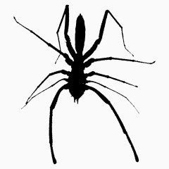 黑色蜘蛛装饰