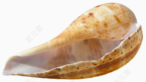 一只海螺