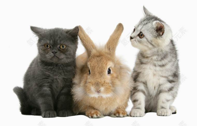 小猫 兔子透明素材图