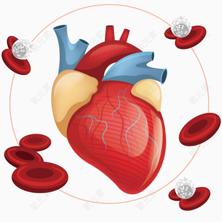 矢量心脏器官