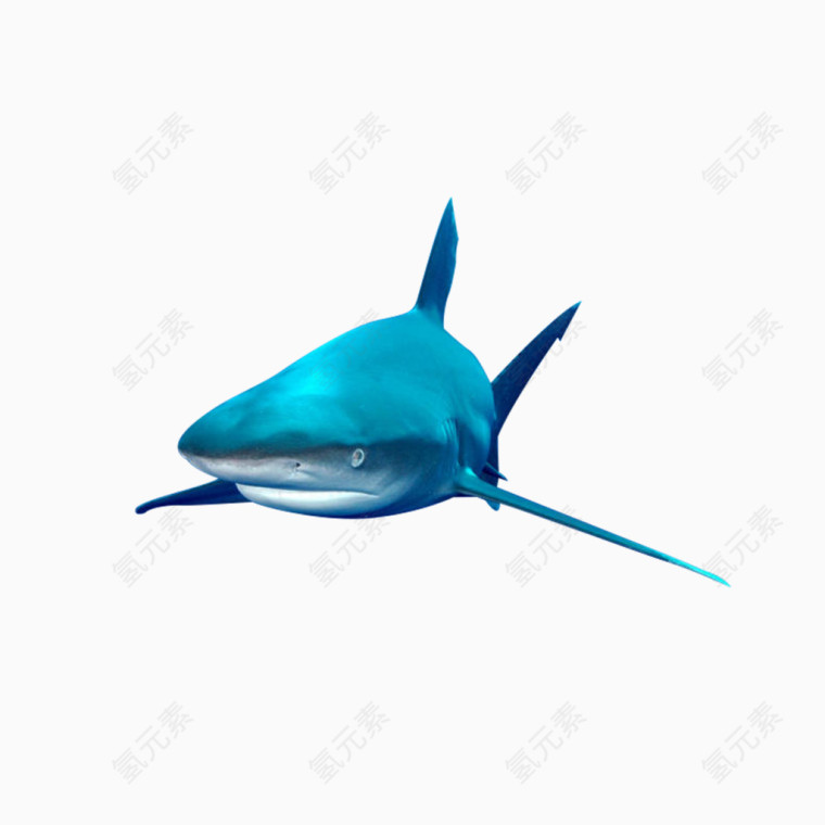 蓝色鲨鱼姿势