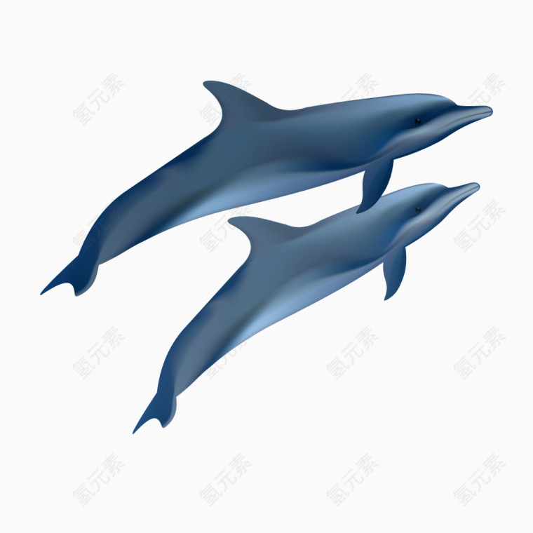 矢量深蓝色海豚