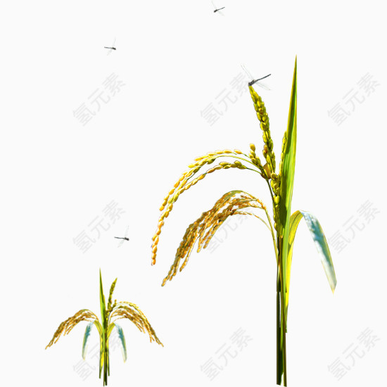 两根稻草