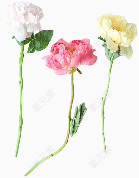 三支漂亮的玫瑰