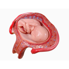 胎儿模型 高清免扣素材