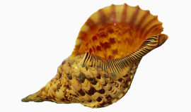 海洋海螺