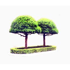 园林造型树