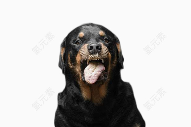 吐舌头的小黑狗素材图片