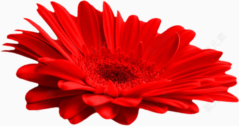 红色荷兰花