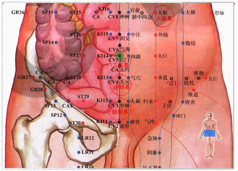 腹部穴位