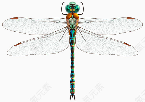 透明翅膀的绿蜻蜓