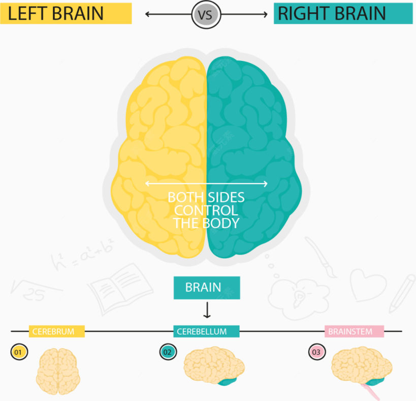 左右脑分类信息图表下载