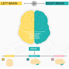 左右脑分类信息图表