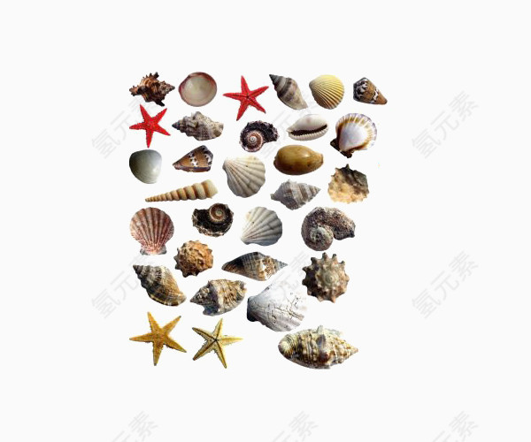 贝壳海星海洋生物