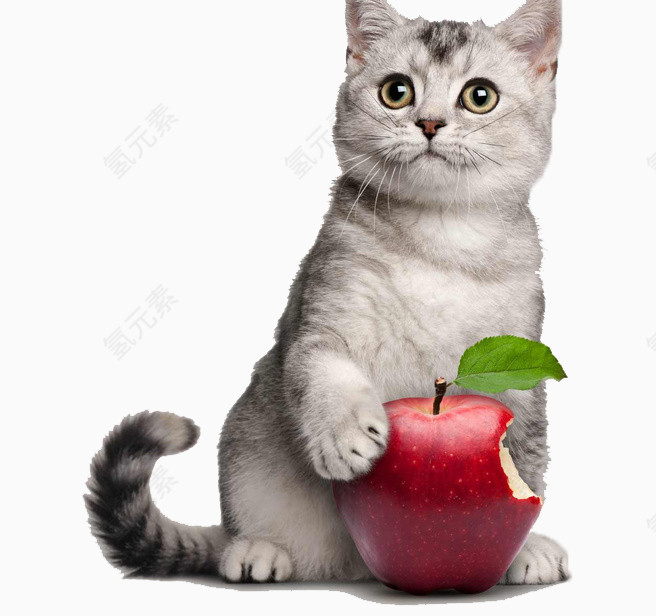 抓着苹果的可爱小猫