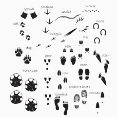 动物脚印图谱矢量素材