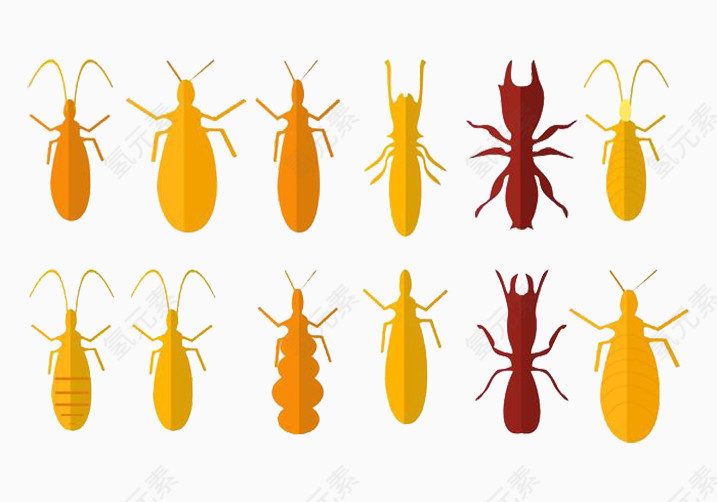 昆虫黄色蛐蛐螳螂