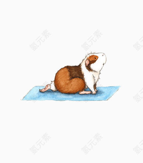 小豚鼠瑜伽插画
