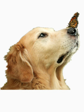 狗狗与蝴蝶