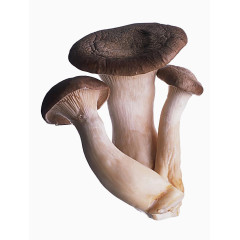 蘑菇菌类