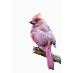 枝头上粉色的可爱小鸟
