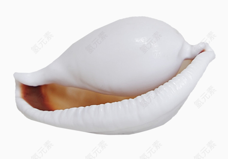 白色漂亮海螺