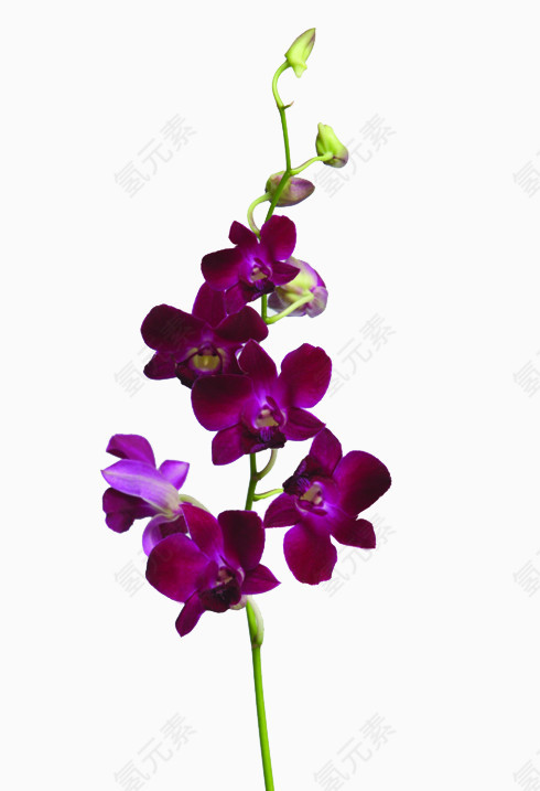 紫色鲜花石斛花