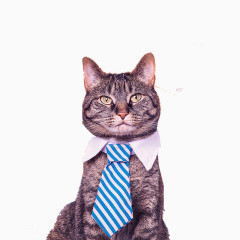 打领带的猫